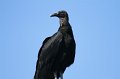 Black Vulture High Island_2010_04_24_3769